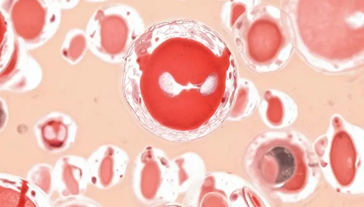 Quanto tempo dura o ácido hipocloroso Quanto tempo dura o ácido hipocloroso