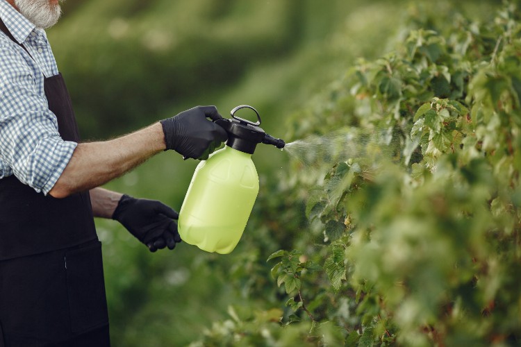 Is Hypochlorous Acid Safe for Plants? The Truth About HOCl in Gardening