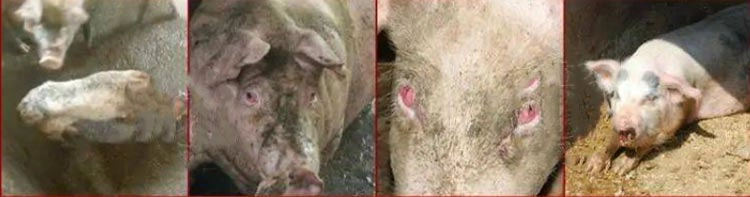 Hypochlorous acid generator 