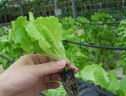 Application of hypochlorous acid in agricultural planting field