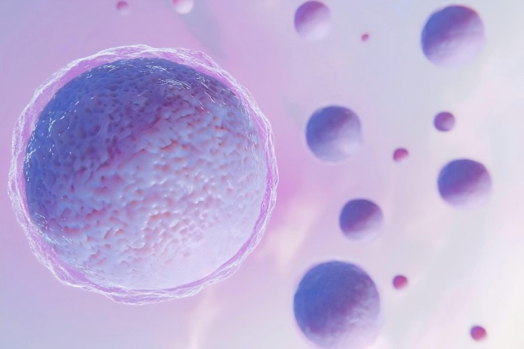 The Neutrophils: The First Line of Defense