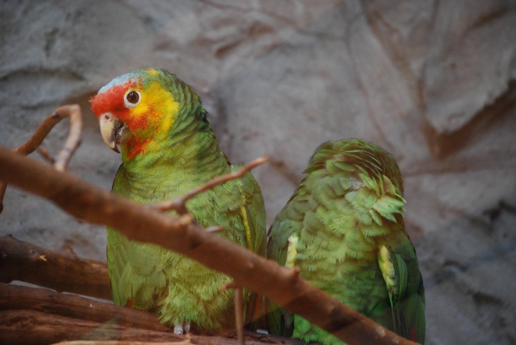 Is Hypochlorous Acid Safe for Parrots? Is Hypochlorous Acid Safe for Parrots?