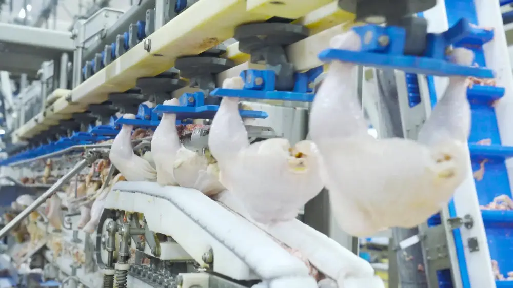 HOCl 생성기 이해 HOCl 생성기 이해