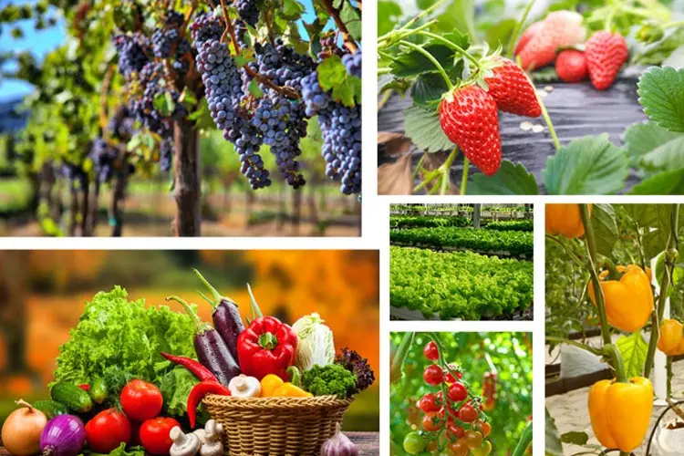 Hypochlorous acid generator 