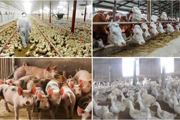 Hypochlorous acid generator 