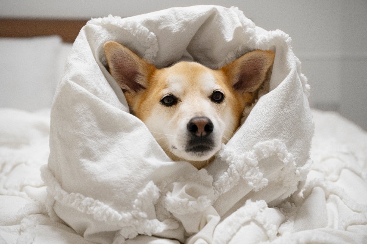 Hypochlorous Acid for Dogs Hypochlorous Acid for Dogs