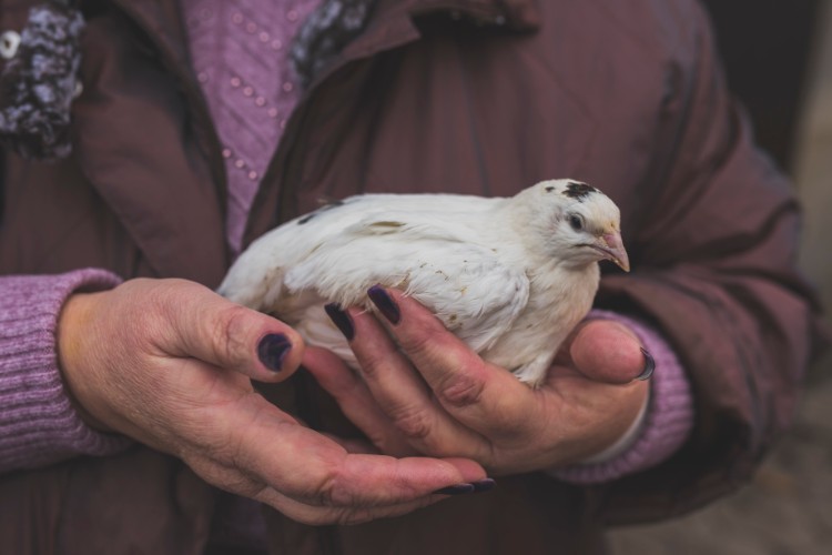 Farm Fresh Defense: Seguro para Aves Farm Fresh Defense: Seguro para Aves