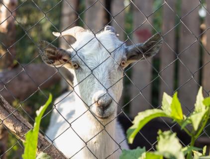 あらゆる畜舎に隠された清潔な秘密