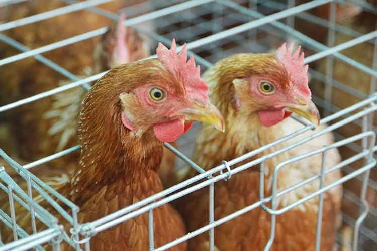 Poultry Livestock Sanitation.jpg Poultry Livestock Sanitation.jpg