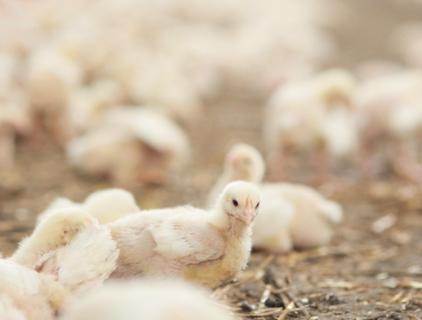 Is Hypochlorous Acid Safe for Animals?