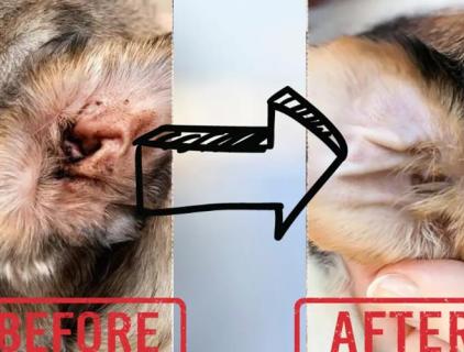 Hypochlorous acid is used in animal skin care