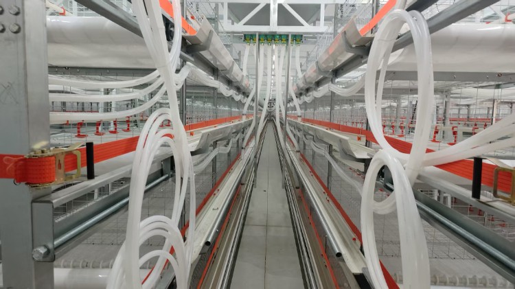 ¿Por qué funciona tan bien el ácido hipocloroso?