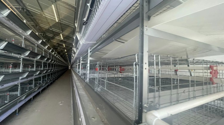 ทำไมความสะอาดของ Coop จึงมีความสำคัญ ทำไมความสะอาดของ Coop จึงมีความสำคัญ
