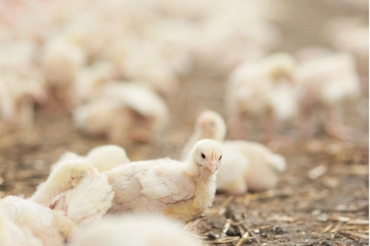 There’s no doubt about it: hypochlorous acid has some amazing benefits for animal care. Here are some key reasons why you should consider it for your livestock or pets. There’s no doubt about it: hypochlorous acid has some amazing benefits for animal care. Here are some key reasons why you should consider it for your livestock or pets.