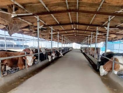 Stop the Spread: Disinfection That Saves Poultry Farms