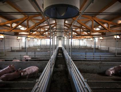 Smart Pig Farm Disinfectant Guide
