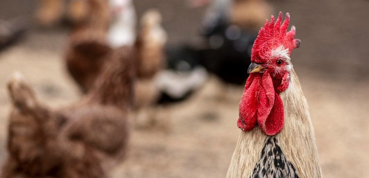 Onde os agricultores escorregam frequentemente Onde os agricultores escorregam frequentemente