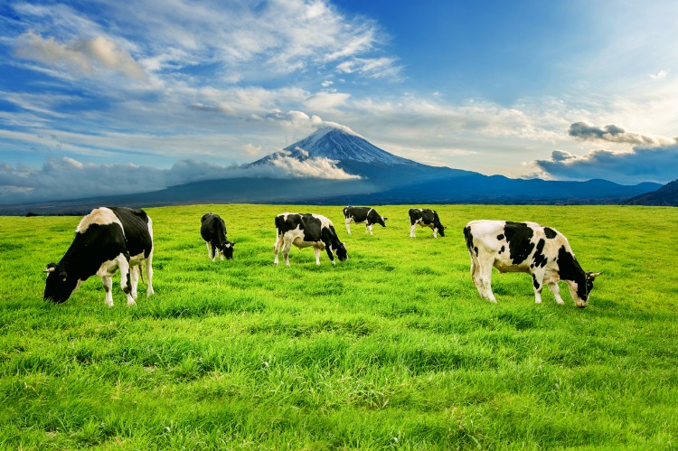 Best Farm Disinfectant A Safe Solution That Works
