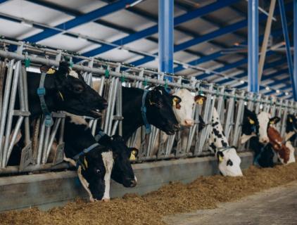 Nettoyage et désinfection de la ferme laitière