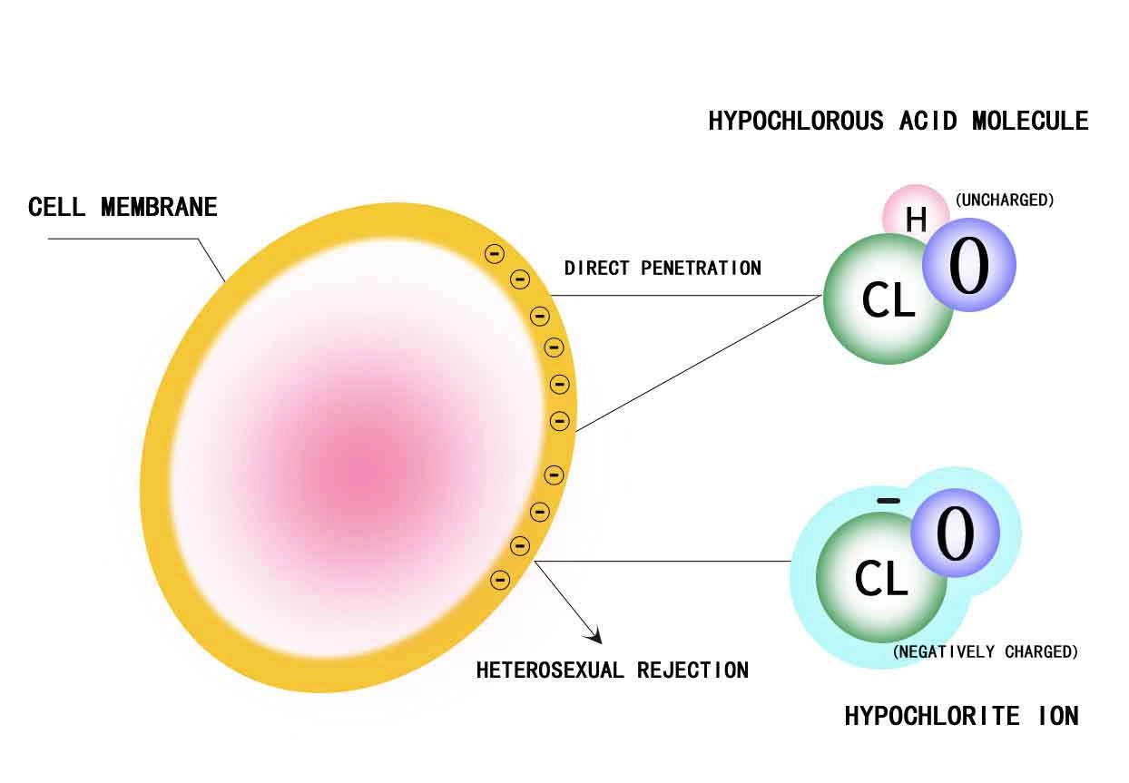 hypochlorous acid.jpg hypochlorous acid.jpg