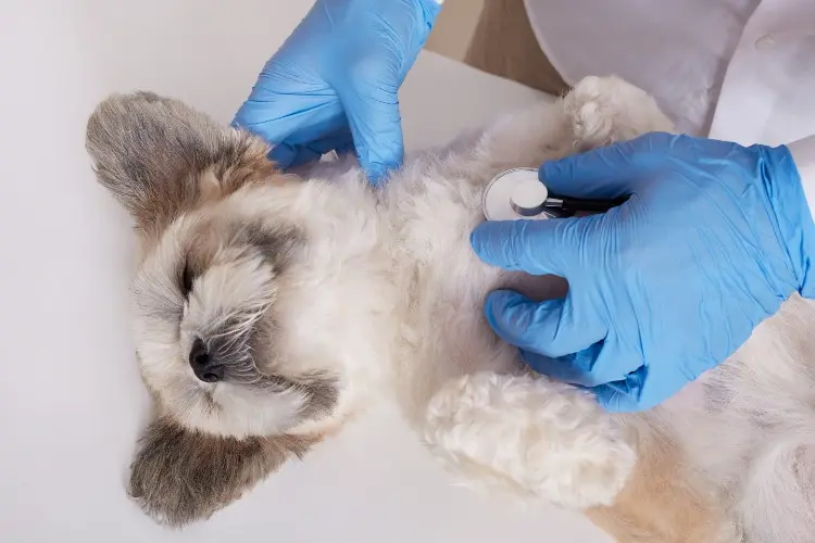 Why Choose It for Your Pets? Why Choose It for Your Pets?