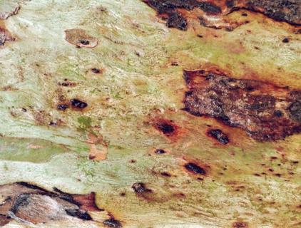 What Can Hypochlorous Acid Oxidise