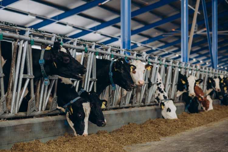 Cleaning And Disinfection Of Dairy Farm