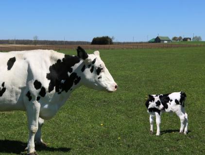 Desinfecte los corrales antes de que llegue el ganado nuevo