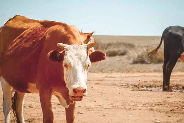 Hypochlorous Acid Generator Hypochlorous Acid Generator