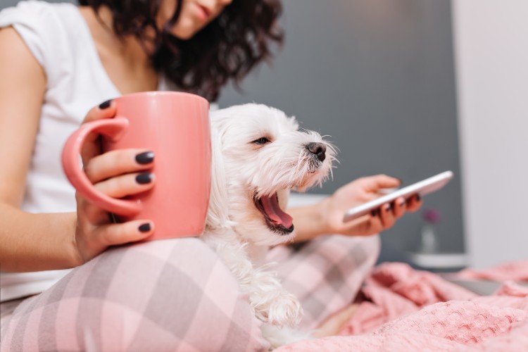 13. Cuidados com animais de estimação da família 13. Cuidados com animais de estimação da família