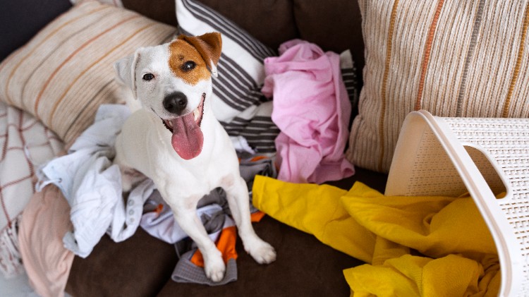 Artículos para mascotas y espacios habitables Artículos para mascotas y espacios habitables