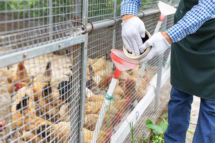 Poultry Livestock Sanitation.jpg Poultry Livestock Sanitation.jpg
