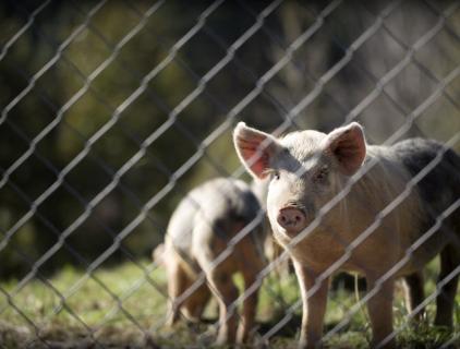 Pig Farm Disinfection Pool Secrets