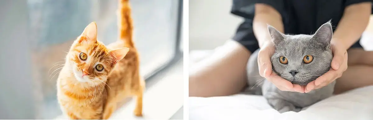 Pet Sanitation equipment Pet Sanitation equipment