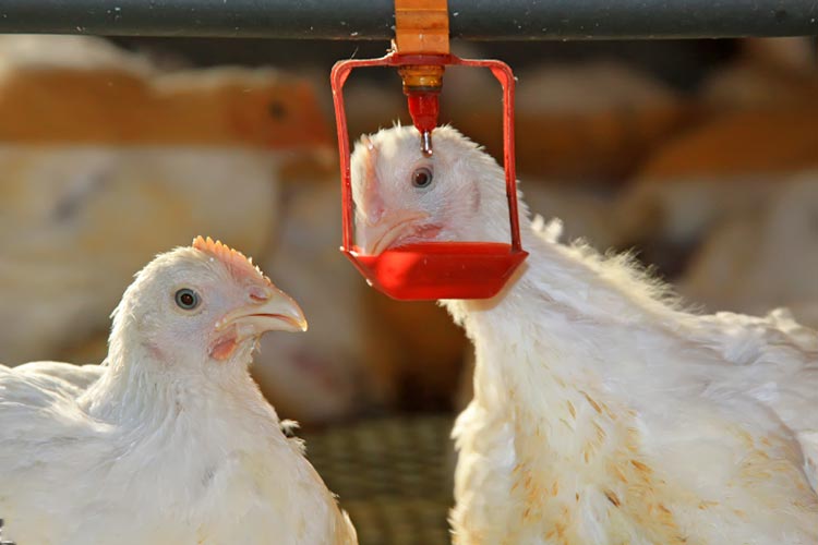 Pictures of livestock and poultry drinking water