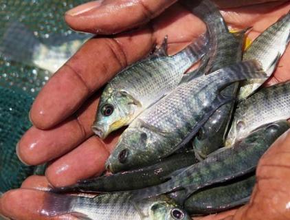 Hypochlorous generators are used in aquaculture