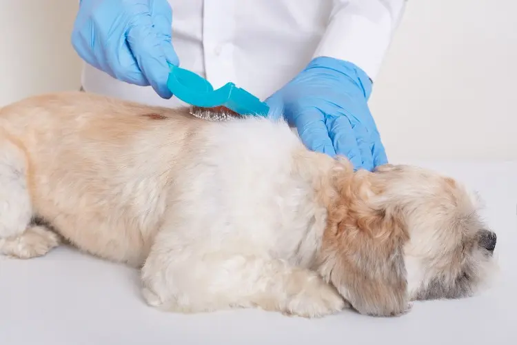 The Ultimate Guide to Hypochlorous Acid for Dog Care The Ultimate Guide to Hypochlorous Acid for Dog Care