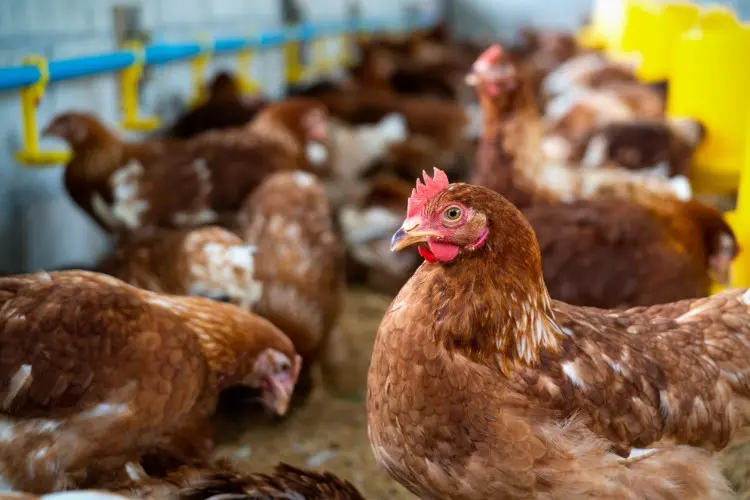 Waterline Magic for Healthy Poultry Waterline Magic for Healthy Poultry