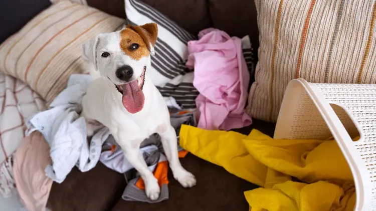 Pet Items and Living Spaces