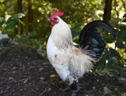 Poder desinfectante para granjas avícolas