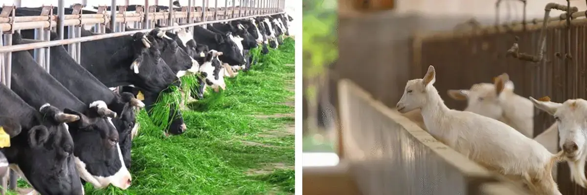 Animal Husbandry Sanitation equipment Animal Husbandry Sanitation equipment