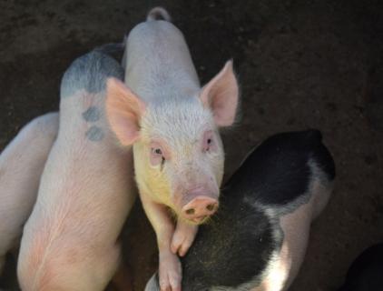 Stop the Stink Master Pig Farm Disinfection