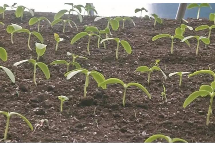 máy phát điện HOCL máy phát điện HOCL