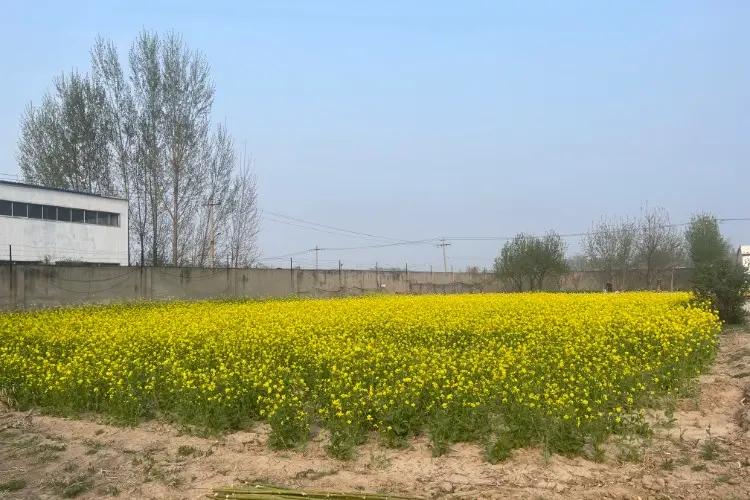 शाइन हेल्थ प्रायोगिक आधार
