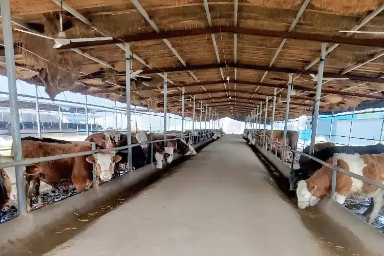 Stop the Spread: Disinfection That Saves Poultry Farms Stop the Spread: Disinfection That Saves Poultry Farms