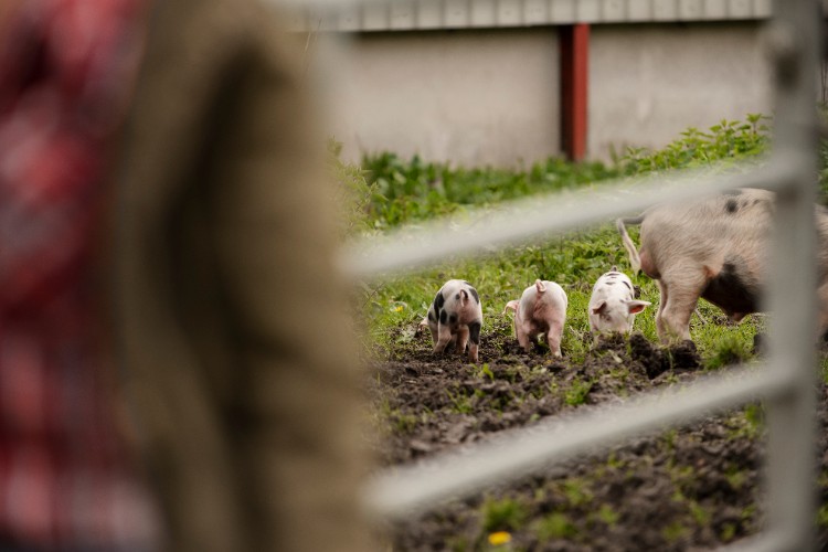 Farming Fails Without Disinfection Farming Fails Without Disinfection