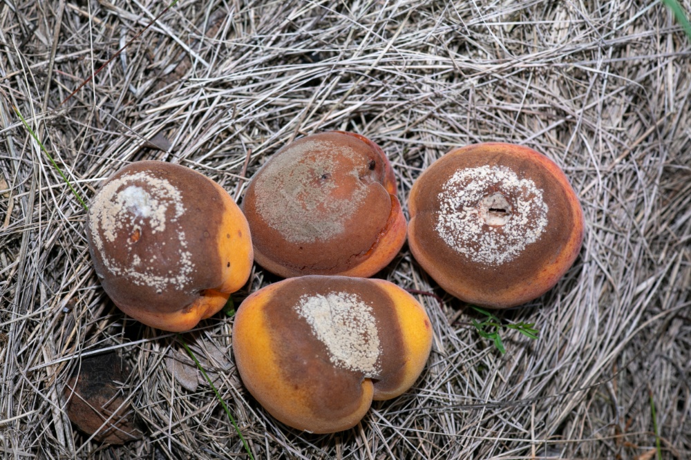 Understanding Fungal Infections Understanding Fungal Infections