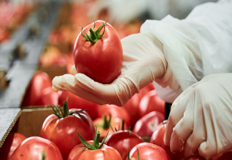 معالجة الغذاء food processing