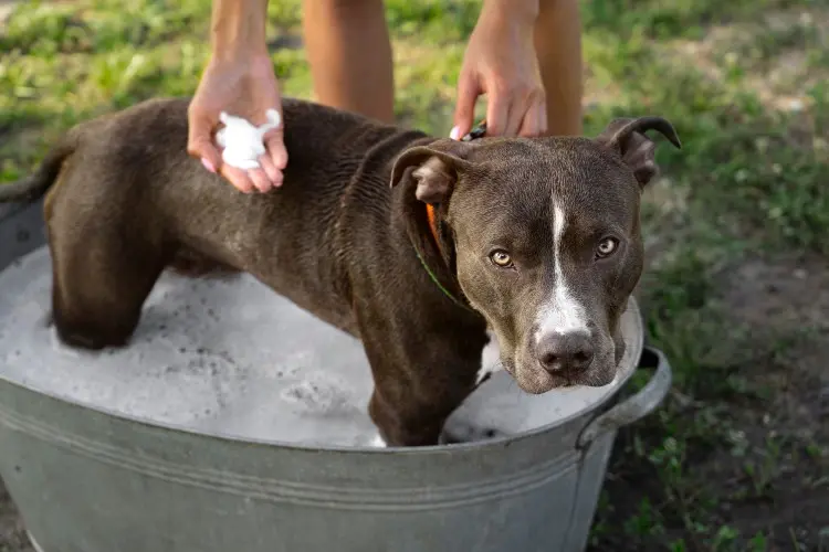 Just How Does Hypochlorous Acid Benefit Pets? Just How Does Hypochlorous Acid Benefit Pets?
