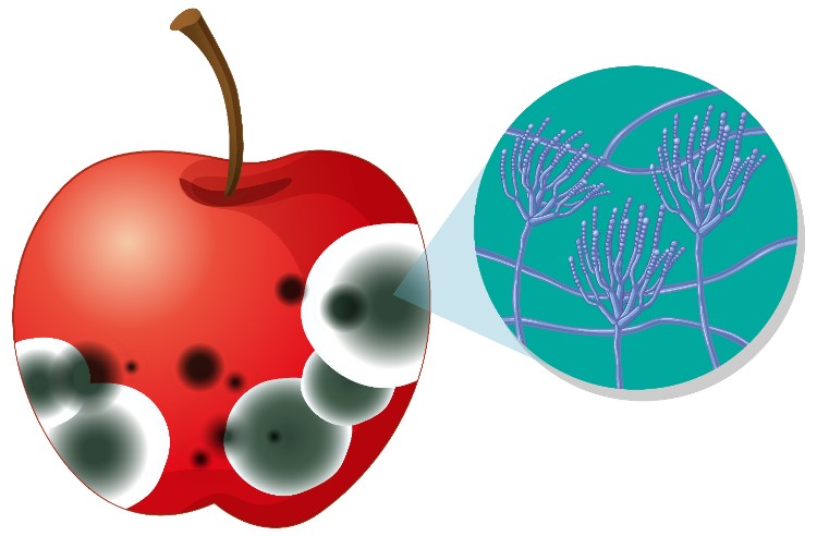 Warum Menschen gerne mit Essig putzen